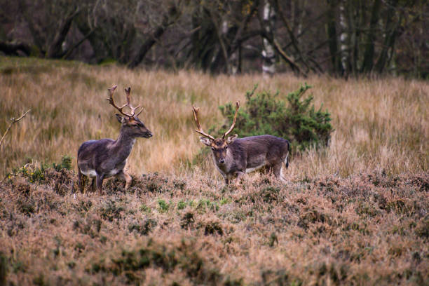 Deer